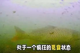 为何大风天你钓不到鱼，大风天钓鱼要注意些什么？钓鱼新观察视频封面