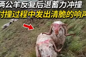羊疯狂的对撞，反复后退蓄力冲撞发出清脆的响声，就不怕脑震荡吗