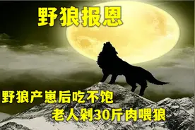 野狼产崽后吃不饱，老人剁30斤肉喂狼， 竟遇狼群来报恩？视频封面