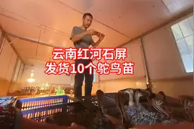 云南红河石屏县发货10个鸵鸟苗，鸟小用纸箱装，当天到货视频封面