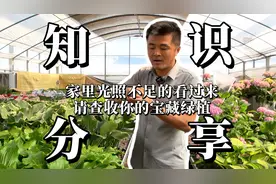 家里光照不足的看过来，请查收你的宝藏绿植！视频封面