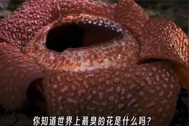 你知道世界上最臭的花是什么吗?视频封面