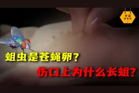 蛆虫并不是自生的，为何伤口上会长蛆？蛆虫竟能有效防止伤口腐烂视频封面