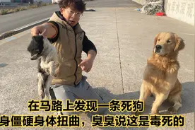 在马路上发现一条死狗，浑身僵硬身体扭曲，臭臭说这是毒死的视频封面