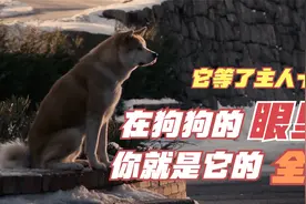 这只狗子等了主人十年！在狗狗的眼里，你就是它的全部。视频封面