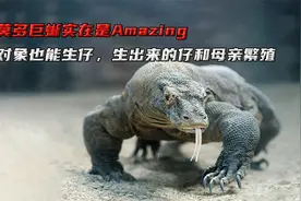 科莫多巨蜥奇葩繁殖方式，没对象也能生仔，出生的仔和母亲繁殖