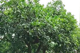 风雨百年，杨闇公旧居113年的“兄弟树”上的橙子依然香甜甘醇。视频封面