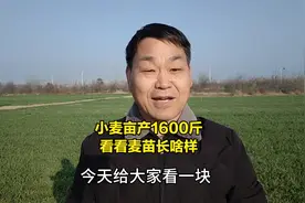 小麦亩产1600斤，看看麦苗长啥样视频封面