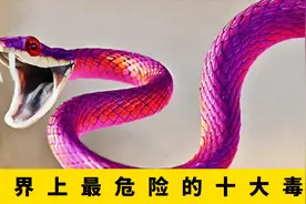 【看世界】盘点世界上最危险的10大毒蛇视频封面