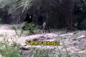 熊站起来吓唬花豹！一惊一乍的！