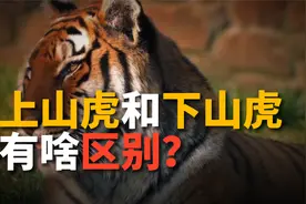为啥说属虎的不好惹？其实不然，上山虎和下山虎有天差地别！