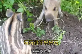 猪大宝和猪二宝！玩玩就不好好玩了！像不像小时候的你！