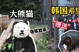 韩国想让无偿赠送韩国大熊猫？中国的熊猫为何只租不借？视频封面