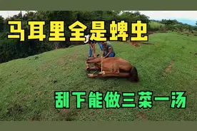 马耳里全是蜱虫，刮下都能做三菜一汤，过程超解压视频封面