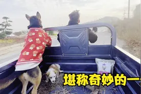 刚救助的小土狗就直接被领养了，这一天过的就像拍电影似的视频封面