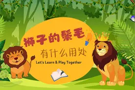 狮子的鬃毛有什么用