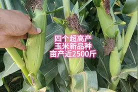 四个超高产玉米品种，平均亩产将近2500斤视频封面