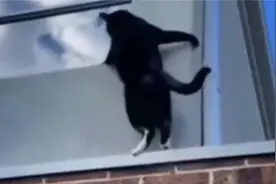 不走寻常路的猫，这才是真正的飞檐走壁。视频封面