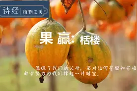 诗经里的植物 栝楼视频封面