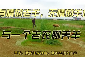 有情的老羊，无情的羊价