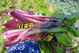 又胖又嫩的红菜苔，刚长出来就被采摘了，菜园摘菜好解压哇！丰富视频封面