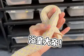 宠物蛇界的浴皇大帝！不给按摩就不给盘视频封面