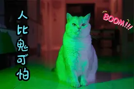 被坏人杀掉的流浪猫，变成幽灵回来报仇视频封面