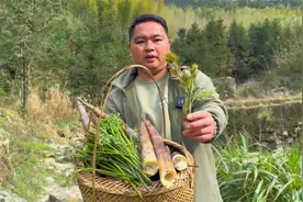 又到了采野菜的季节，山上的竹笋、蕨菜、刺老芽多到根本吃不完视频封面