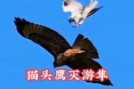 游隼气焰嚣张，竟敢袭击黑夜猎手猫头鹰，结果惨遭灭门视频封面