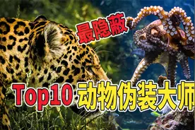 动物界10大伪装大师！每种生物都有其独特的伪装技术视频封面