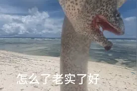 小海鳗从大海鳗鱼嘴里抢我的饵视频封面