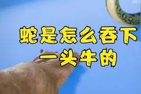 蛇是怎么吞下一头牛的？视频封面