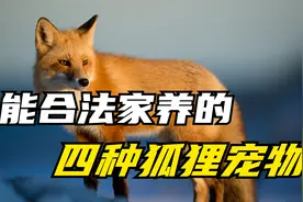 能够合法家养的几种狐狸宠物，你想养一只吗视频封面