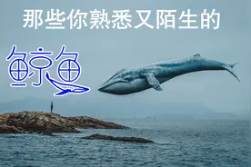 盘点各种鲸类，解开你知识的盲区，有些是你认识但不知道名字的视频封面