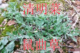 祭祀祖先的“鼠曲草”，农村俗称“清明菜”，食用有独特香味视频封面