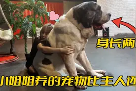 小姐姐养了240斤超级大狗，身长两米比人还高，内心却是个大宝宝