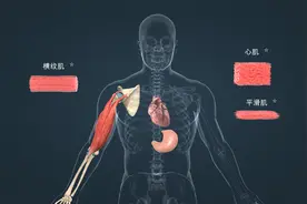 3类人体肌肉结构功能介绍视频封面