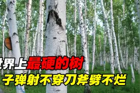 世界上最硬的树：子弹射不穿，刀斧劈不烂，可造飞机潜艇零部件视频封面