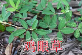 谁不认识“鸡眼草”！植物别称“化石草”，小草本却有大用途视频封面
