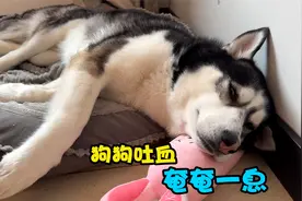 狗狗突然吐血，躺在地上奄奄一息一动不动，一听去打针立马好了视频封面