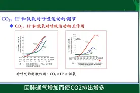 #CO2、H+和低氧对呼吸运动的调节#人体生理学#每天学习一点点视频封面