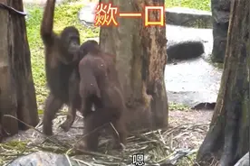 这红毛猩猩又拉手又亲的是认真的吗！视频封面