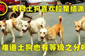 为什么在农村土狗喜欢拉帮结派？土狗打架成群结队，狗群有等级？视频封面