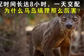 交配时间长达8小时，一天交配4次，为什么马岛缟狸那么厉害？视频封面