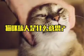 猫咪舔人是什么意思？视频封面