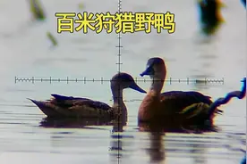 百米距离狩猎野鸭，依然还能精准点头！视频封面
