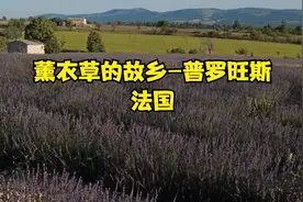 薰衣草的故乡-普罗旺斯，法国视频封面
