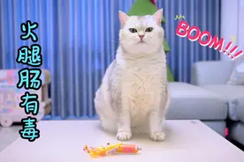 小猫咪捡回来的火腿肠，里面竟然有老鼠药视频封面