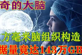 大脑有多复杂？科学家破解小米粒大的脑组织构造，数据量达1400TB视频封面