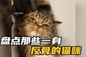盘点那些一身反骨的猫，满脸不服气的样子，十斤的猫九斤的反骨视频封面